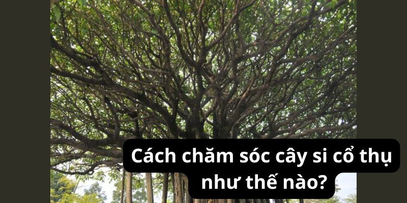 Cách chăm sóc cây si cổ thụ như thế nào?