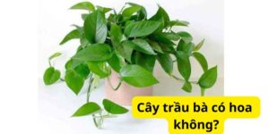 Cây trầu bà có hoa không?