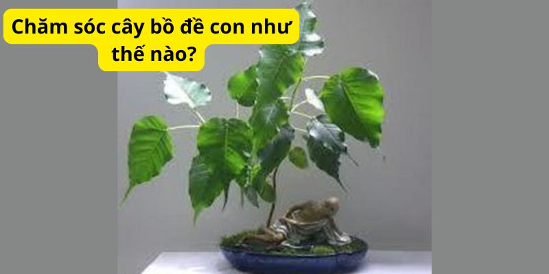 Chăm sóc cây bồ đề con như thế nào?